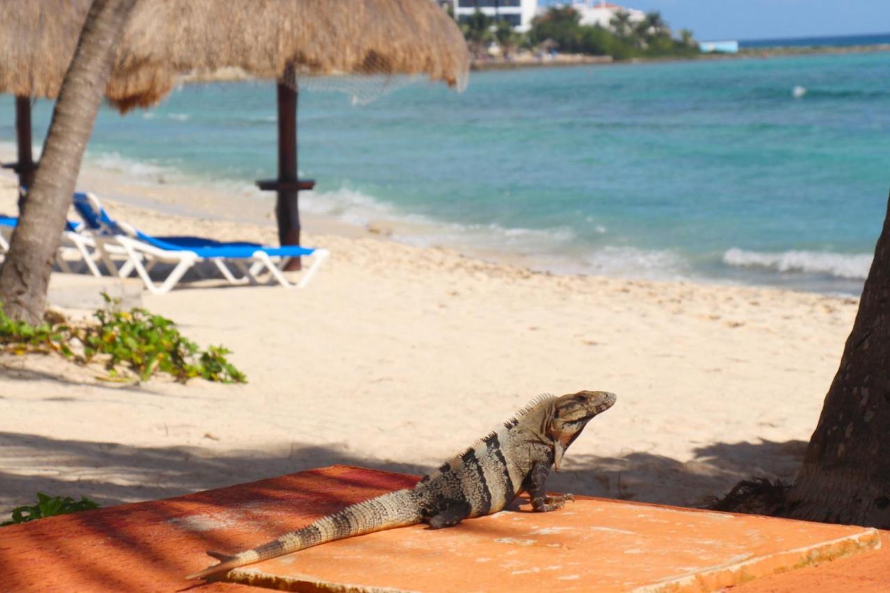 Appartement Beautiful In Paradise - Wifi, Ac *